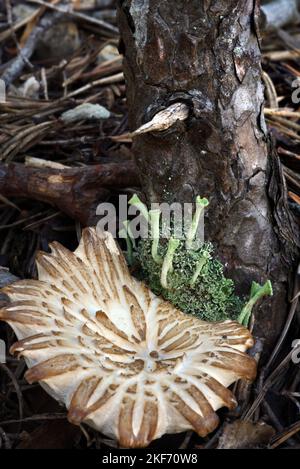 Trompetenbecher Lichen, Cladonia fimbriata und Muster des alten Mützen von Poplar Pilz, Agrocybe aegerita, der am Fuß des Pinienbaums wächst Stockfoto