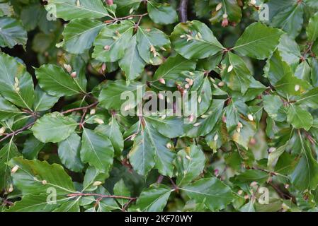 Masseninfektion von Europäischer Buche, Fagus sylvatica, durch Buche Gall Midge, Mikiola fagi oder Buche-Blattgallen Stockfoto