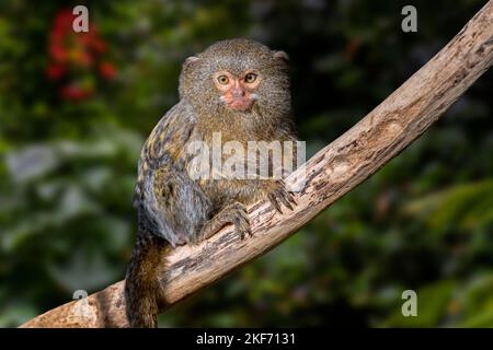 Westlicher Pygmäenmamorpus (Cebuella pygmaea), ein im nordwestlichen Amazonas-Regenwald in Brasilien, Kolumbien, Ecuador und Peru heimischer Affen aus der Neuen Welt Stockfoto