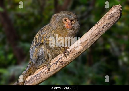 Westlicher Pygmäenmamorpus (Cebuella pygmaea), ein im nordwestlichen Amazonas-Regenwald in Brasilien, Kolumbien, Ecuador und Peru heimischer Affen aus der Neuen Welt Stockfoto