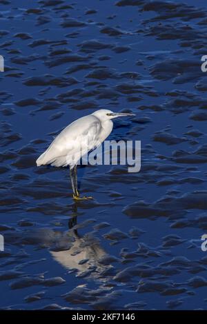 Silberreiher (Egretta garzetta), Erwachsene, die im Herbst/Herbst auf Schlammflat bei Salzmarsch suchen Stockfoto