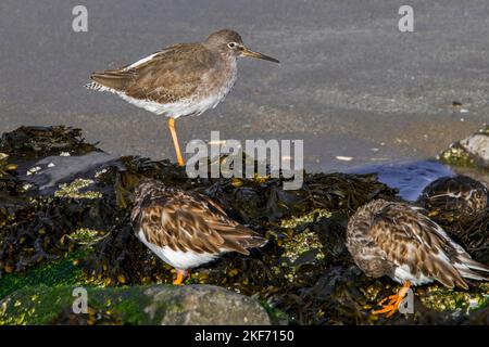 Gemeiner Rotschenkel (Tringa totanus) und zwei ruddige Turnone im Winter Gefieder auf dem Sandstrand entlang der Nordseeküste im Herbst/Herbst Stockfoto