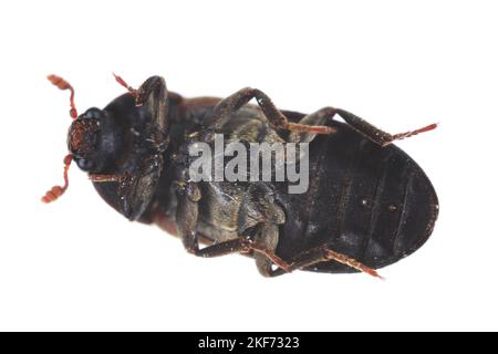 Dermestes lardarius, allgemein bekannt als der Kammkäfer aus der Familie Dermestidae ein Hautkäfer. Stockfoto