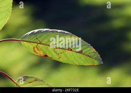 Apfelblättriger, Clerks verschneite Flügeltüre (Lyonetia clerkella), Larve in einer Mine in einem Kirschblatt, Prunus avium. Stockfoto