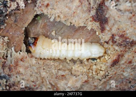 Die Larve eines Käfers der Ziegenfamilie, Cerambycidae, Rhagium unter der Rinde eines Baumes. Stockfoto