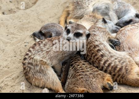 Ein Haufen entzückender Erdmännchen oder Surikate, die im Wüstensand aufeinander schlafen Stockfoto