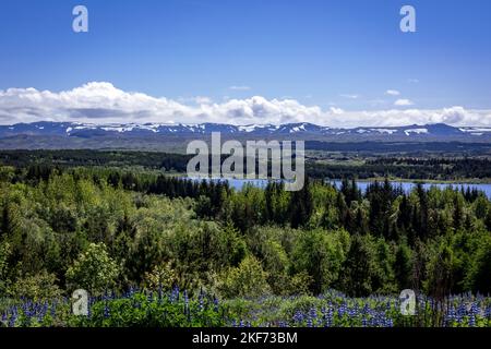 Isländische Berglandschaft im Sommer. Blühende Lupinenblüten im Vordergrund. Stockfoto