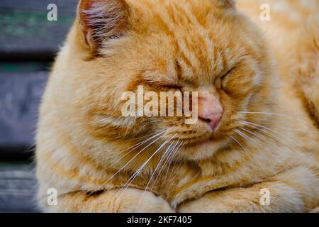 Alte, rothaarige Katze schläft auf einer Holzbank Stockfoto