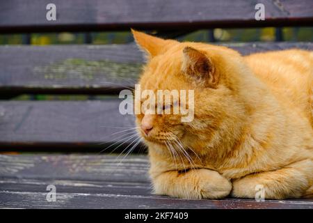 Alte, rothaarige Katze schläft auf einer Holzbank Stockfoto