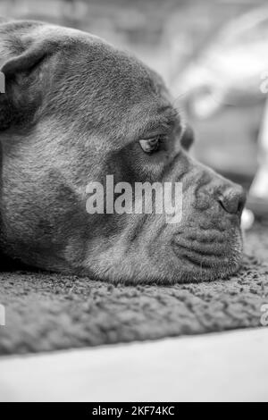 Großer Hundekopf Cane Corso in schwarz und weiß Stockfoto