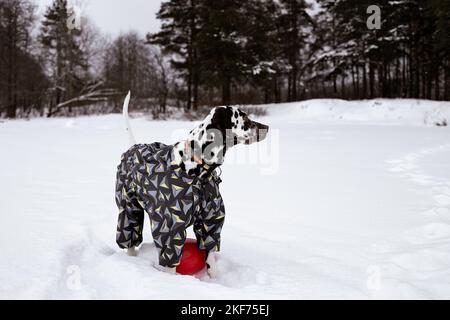 Dalmatiner im Schnee, der im Park im Schnee spielte. Winterzeit. Hund im Mantel. Haustier trägt eine warme Jacke. Porträt eines lustigen Hundes angezogen Stockfoto