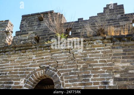 Gras wächst an der Festungswand. Alte Backsteinmauer. Stockfoto