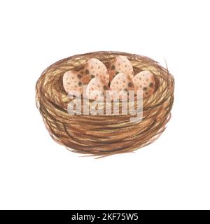 Aquarellnest mit Vogeleiern. Osteraufdruck. Isoliert auf weißem Hintergrund. Handgezeichnete Illustration Stockfoto