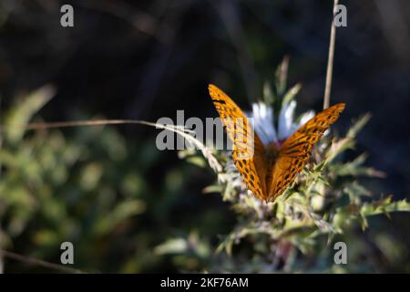 Silbergewaschene Fritillarschmetterlinge, tieforange mit schwarzen Flecken, Parma Italien. Hochwertige Fotos Stockfoto