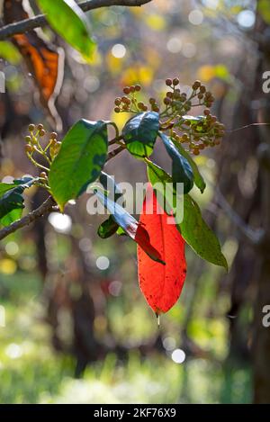 Sorbus schwarz Berrie mit schönen roten Herbstblatt. Stockfoto