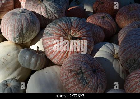 Ein Haufen Kürbisse im Garten Stockfoto