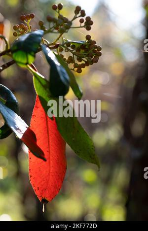 Sorbus schwarz Berrie mit schönen roten Herbstblatt. Stockfoto