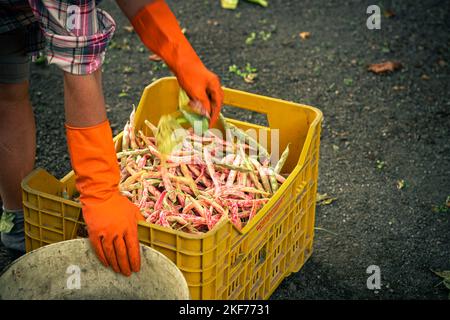 Hände einer Bäuerin in orangefarbenen Handschuhen mit gepflückter Ernte von Bio-Bohnen Haricot in gelbem Plastikbehälter. Stockfoto