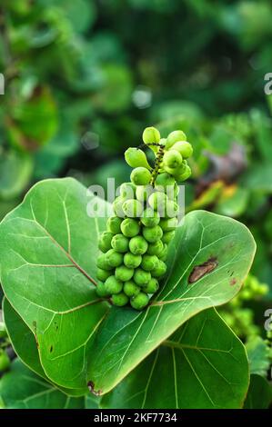 Satte grüne Strandtrauben mit schönen Grüntönen und schön aussehenden glänzenden Blättern. Stockfoto