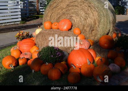 Kürbisse und ein Heuhaufen-Arrangement vor Thanksgiving Stockfoto