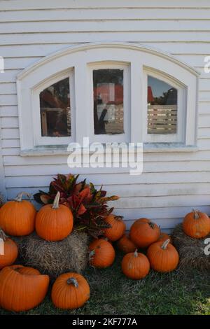 Wunderschöne orangefarbene Kürbisse im weißen Holzhaus-Hintergrund Stockfoto