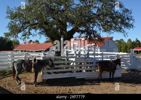 Zwei Pferde auf der Koppel auf der Ranch, Texas Stockfoto