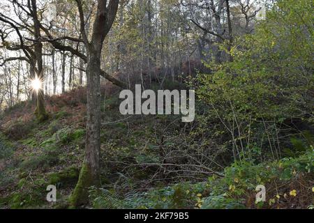 Coed Felinrhyd Ancient Woodland, Snowdonia National Park, Autumn Colors & Sun Shining between two trees - Pryderi's Light Stockfoto