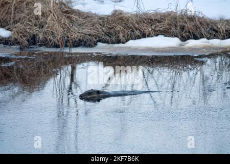 Frühjahrsaktivität des eurasischen Bibers nach dem Auskommen aus dem Eis. Der Biber versteckte sich im Wasser. Das Tier liegt auf der Oberfläche des Rives Stockfoto