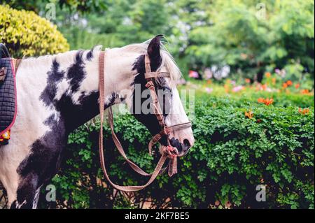 Ein schwarz-weißes amerikanisches Malpferd (Equus caballus), das neben dem Busch mit orangen Blüten steht Stockfoto