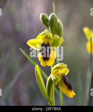 Orchideenfloreszenz Ophrys lutea. Gelbe Blumen an den Seiten und rötlich-schwarz in der Mitte. Befindet sich in Munilla, La Rioja, Spanien. Stockfoto