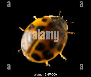 Harlekin (Harmonia axyridis) gemeinsame orange Farbe Form Succinea (wechselbares Insekt mit verschiedenen Morphen) . Makrofotografie Harlequin Stockfoto