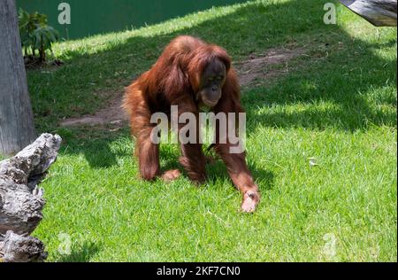 Ein Sumatran Orangutan (Pongo abelii) im Sydney Zoo in Sydney, NSW, Australien (Foto: Tara Chand Malhotra) Stockfoto