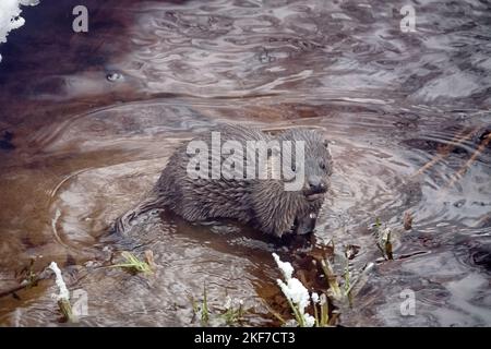 Junger Fischotter (Lufra vulgaris) am eiskalten nördlichen Fluss. Im Winter verlassen Otter das Territorium ihres Vaters (Alter 5-6 Monate). Das Tier befindet sich in einem Zustand der Verderbung Stockfoto