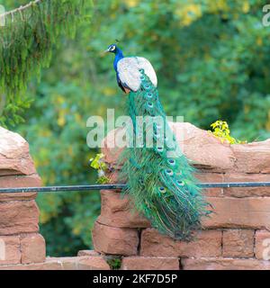 Ein blauer Pfau auf einer Steinmauer im Zoo in Wrexham, North Wales, Großbritannien Stockfoto