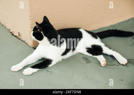 Kleine griechische obdachlose schwarze und weiße Katze, die sich in der Sonne auf der nassen Straße nach dem Regen sonnen. Moraitika, Korfu, Griechenland. Geringe Schärfentiefe Stockfoto