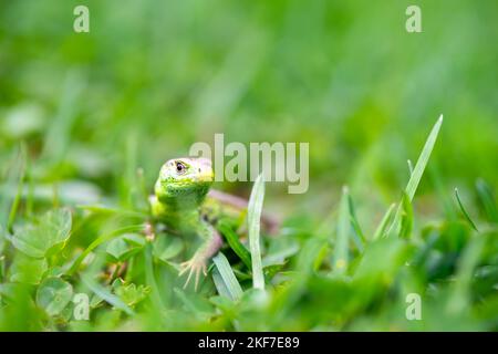 Kleine grüne Eidechse, die sich im Gras versteckt Stockfoto