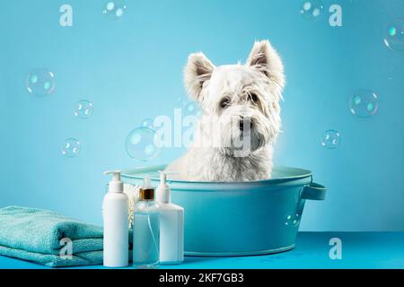 Süßer West Highland White Terrier Hund nach dem Bad. Hund in Handtuch gewickelt. Konzept für die Tierpflege. Speicherplatz Kopieren. Für Text platzieren. Hochwertige Fotos Stockfoto