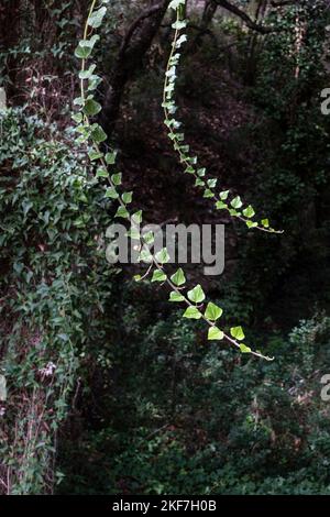 Weinrebe im Eichenhain von Randa, Puig de Cura, Algaida, Mallorca, Balearen, Spanien Stockfoto