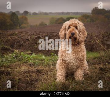 Vor Feldern sitzender Kakaohund Stockfoto