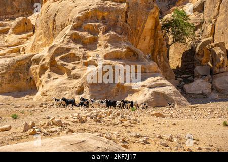 Ziegenherde in der Wüste bei Little Petra, Siq al-Barid, Jordanien Stockfoto