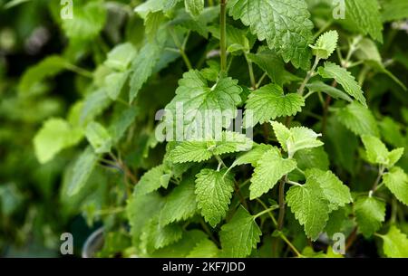 Frische Bio-Catnip wächst in einem Topf Stockfoto