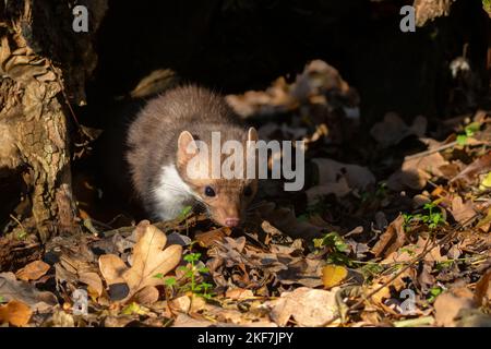 Buchenmarder oder Martes foina, auch bekannt als Steinmarder oder Weißbrustmarder Stockfoto