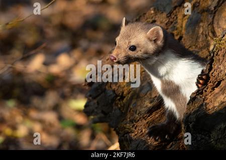 Buchenmarder oder Martes foina, auch bekannt als Steinmarder oder Weißbrustmarder Stockfoto