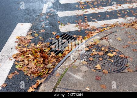 Der Herbst hinterlässt am Samstag, dem 12. November 2022, einen Abfall auf den Straßen, nachdem die Überreste des US-amerikanischen „Huas“, der „Nicole“, durch New York in Chelsea, passiert sind. Die Stadt unternimmt Anstrengungen, Auffangbecken und Sturmabflüsse zu reinigen, um lokale Überschwemmungen zu verhindern. (© Richard B. Levine) Stockfoto