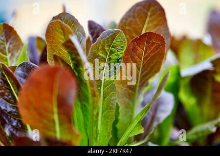 Frischer Bio-Romaine-Salat, der im Freien in einem Kräutergarten mit geringer Schärfentiefe wächst Stockfoto
