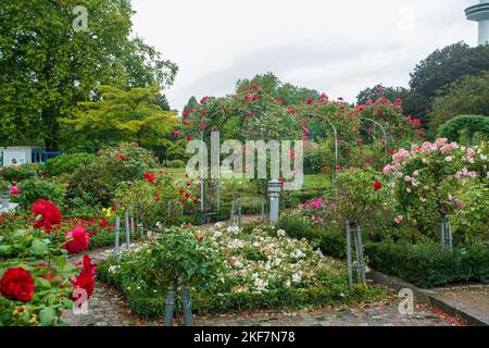 Schöner kreisförmiger Garten mit einer Fülle von Rosen (Kletterrosen) und Astern mit radialen und kreisförmigen Gartenwegen - Schönheit der Natur in botanischen Stockfoto