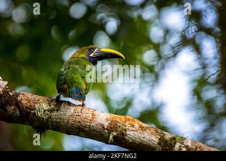 Nördlicher Smaragd-Tukanett oder Blaukehltan-Tukanett, aufgenommen in Panama Stockfoto