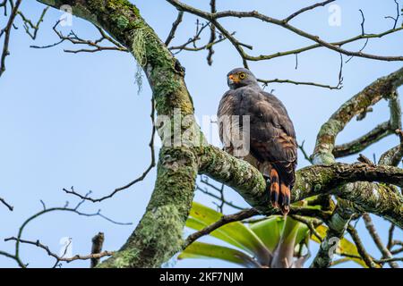 Straßenfalke sucht einen Raubvögel nach seiner Beute Stockfoto