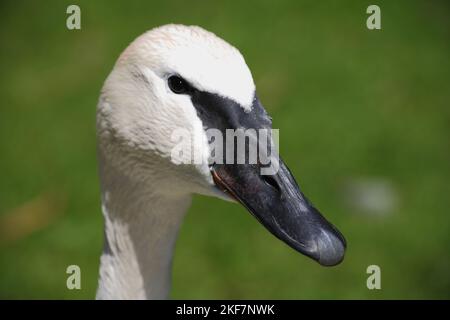 Trompeterschwan/Trompeter-Schwan/Cygnus-Bukminator Stockfoto