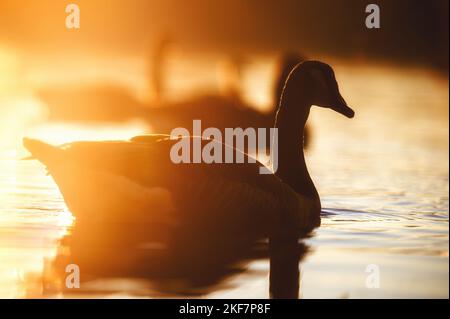 Kanada Wildgans auf einem See, während die goldene Stunde Stockfoto
